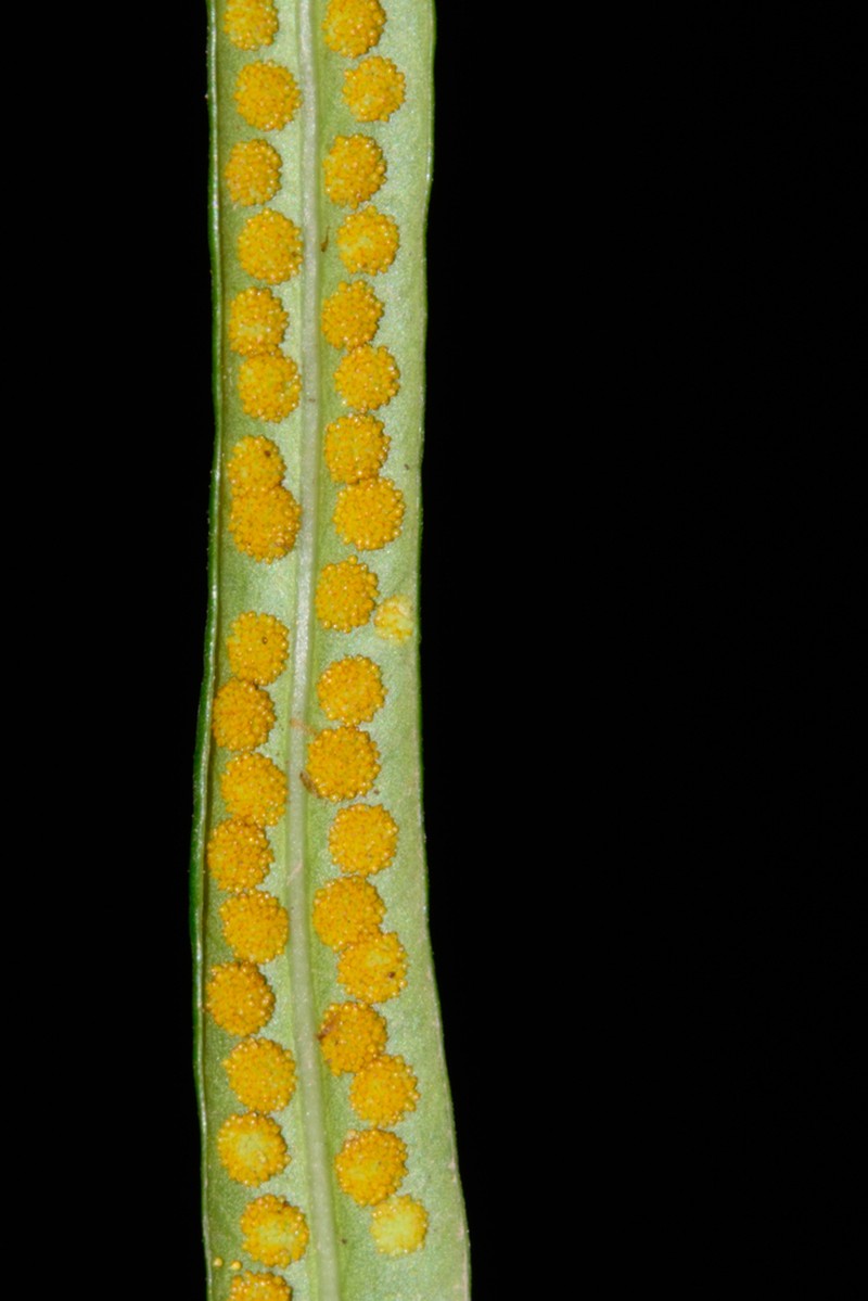 Campyloneurum amphostenon photo 7