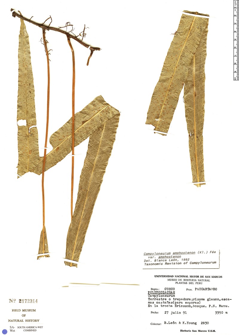 Campyloneurum amphostenon var. amphostenon