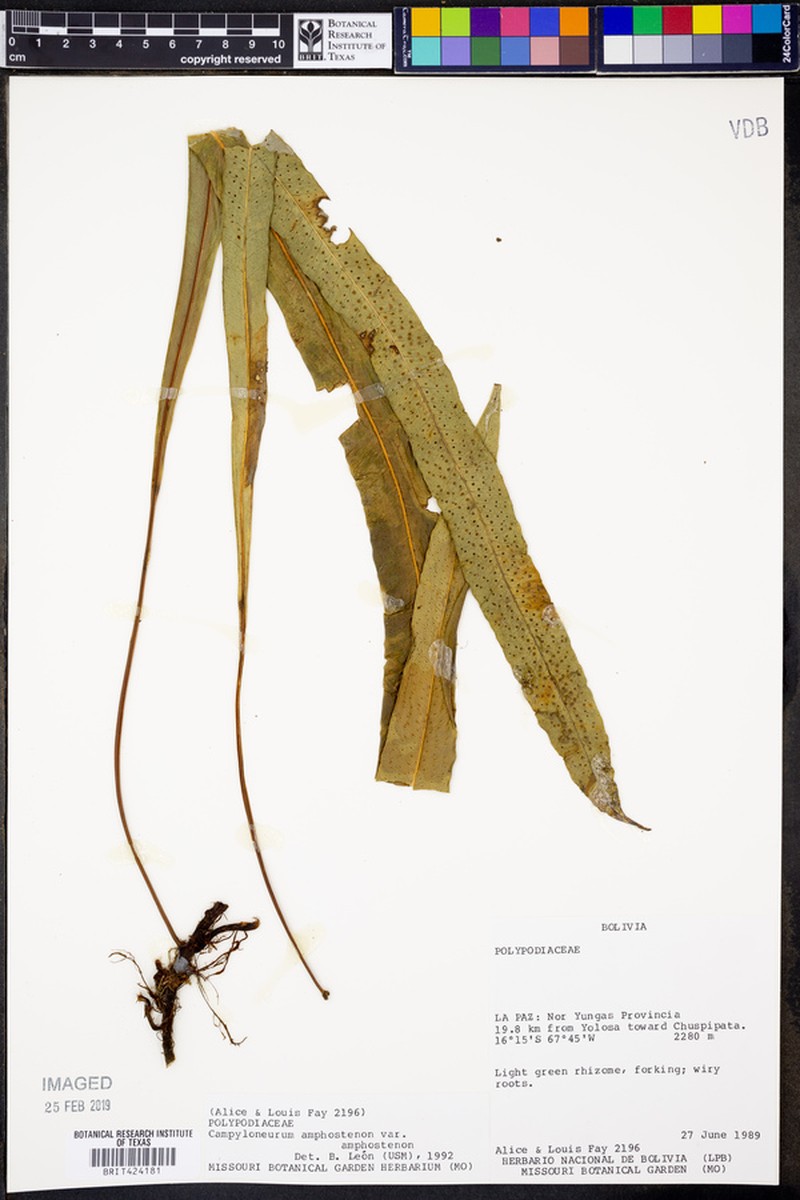 Campyloneurum amphostenon var. amphostenon photo 2