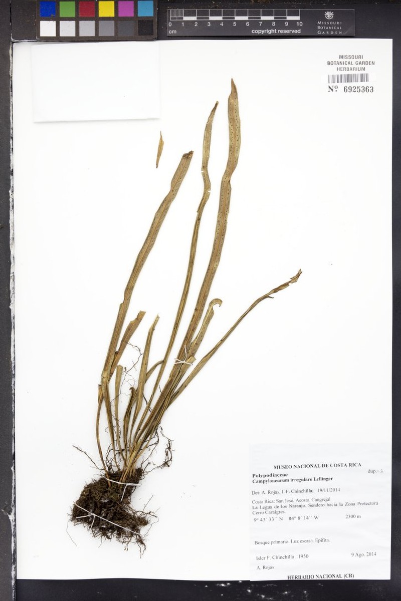 Campyloneurum amphostenon var. irregulare