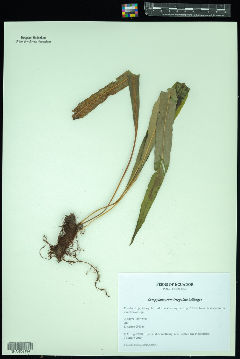Campyloneurum amphostenon var. irregulare photo 2