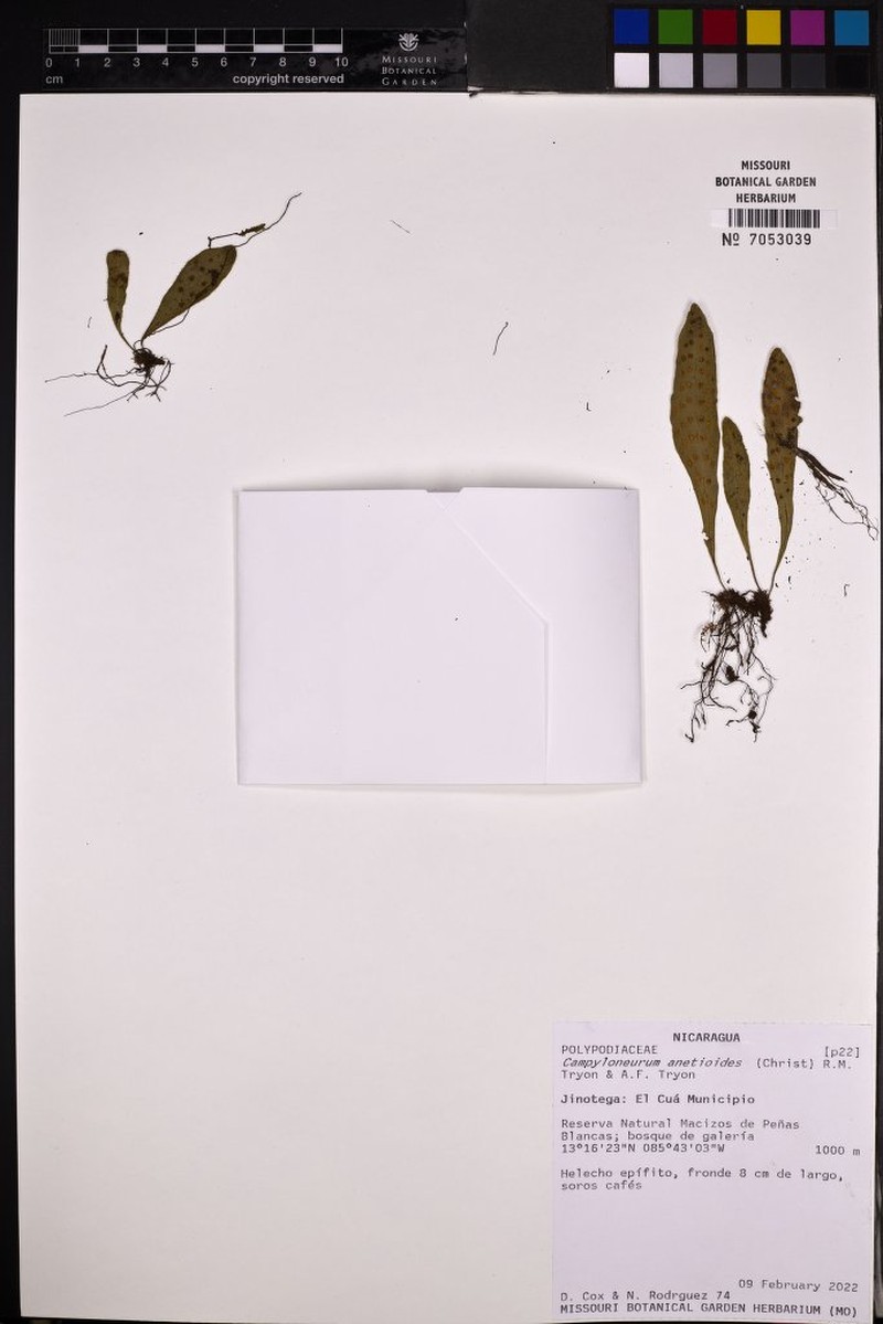 Campyloneurum anetioides