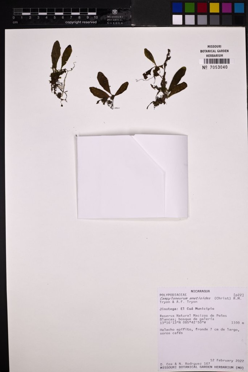 Campyloneurum anetioides photo 2