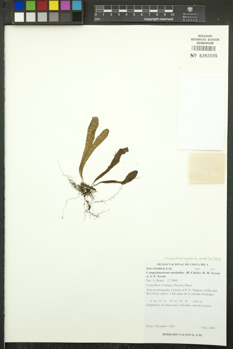 Campyloneurum anetioides photo 3