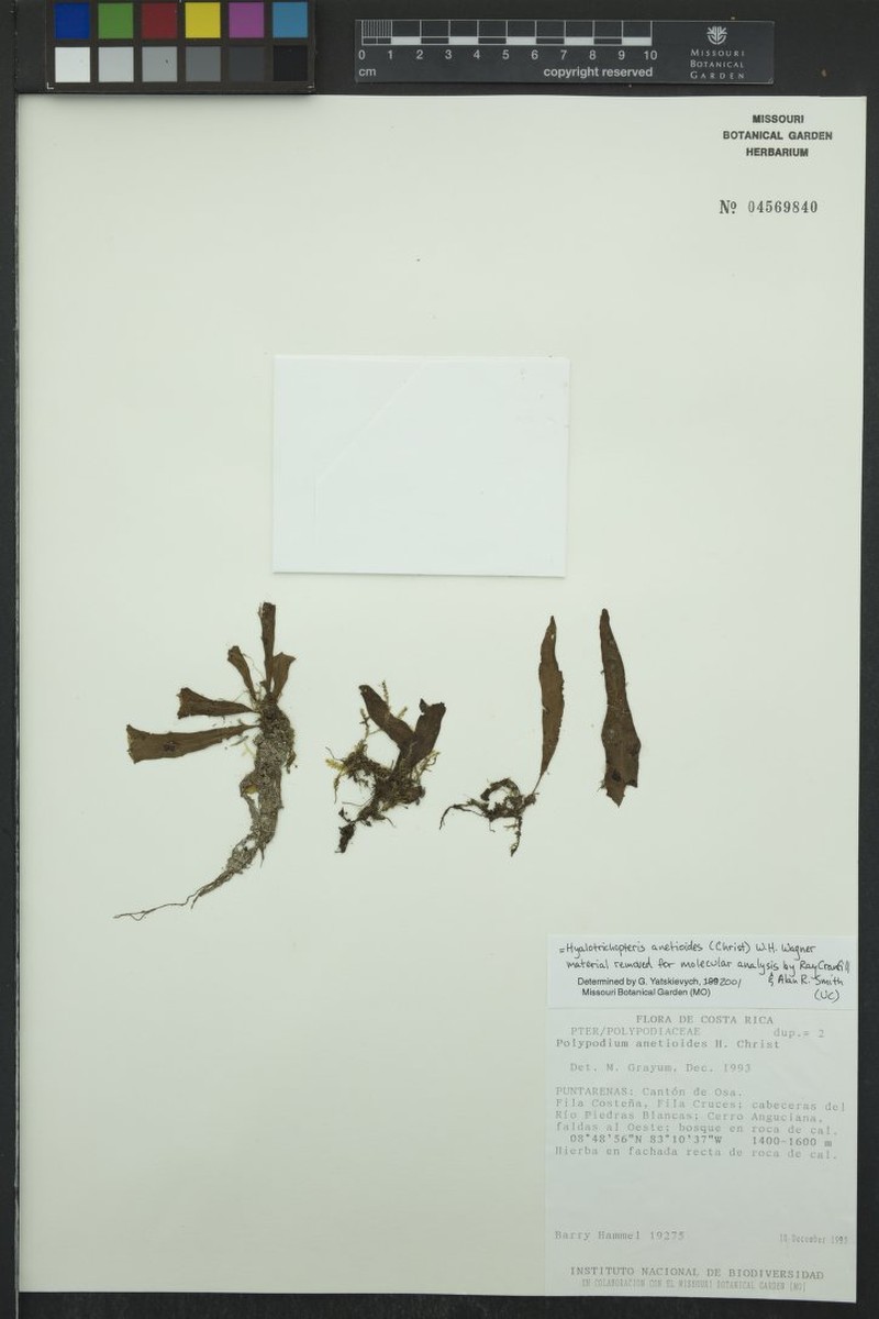 Campyloneurum anetioides photo 4