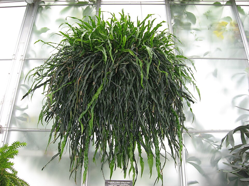 Narrow Strapfern