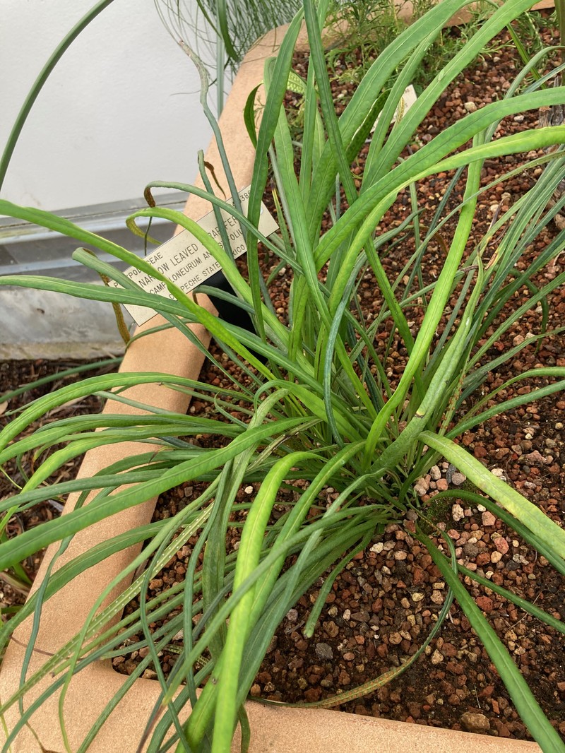 Narrow Strapfern photo 3