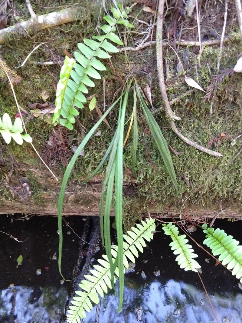 Narrow Strapfern photo 4