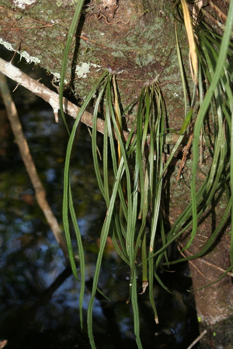 Narrow Strapfern photo 5