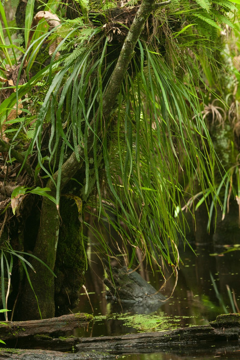 Narrow Strapfern photo 6