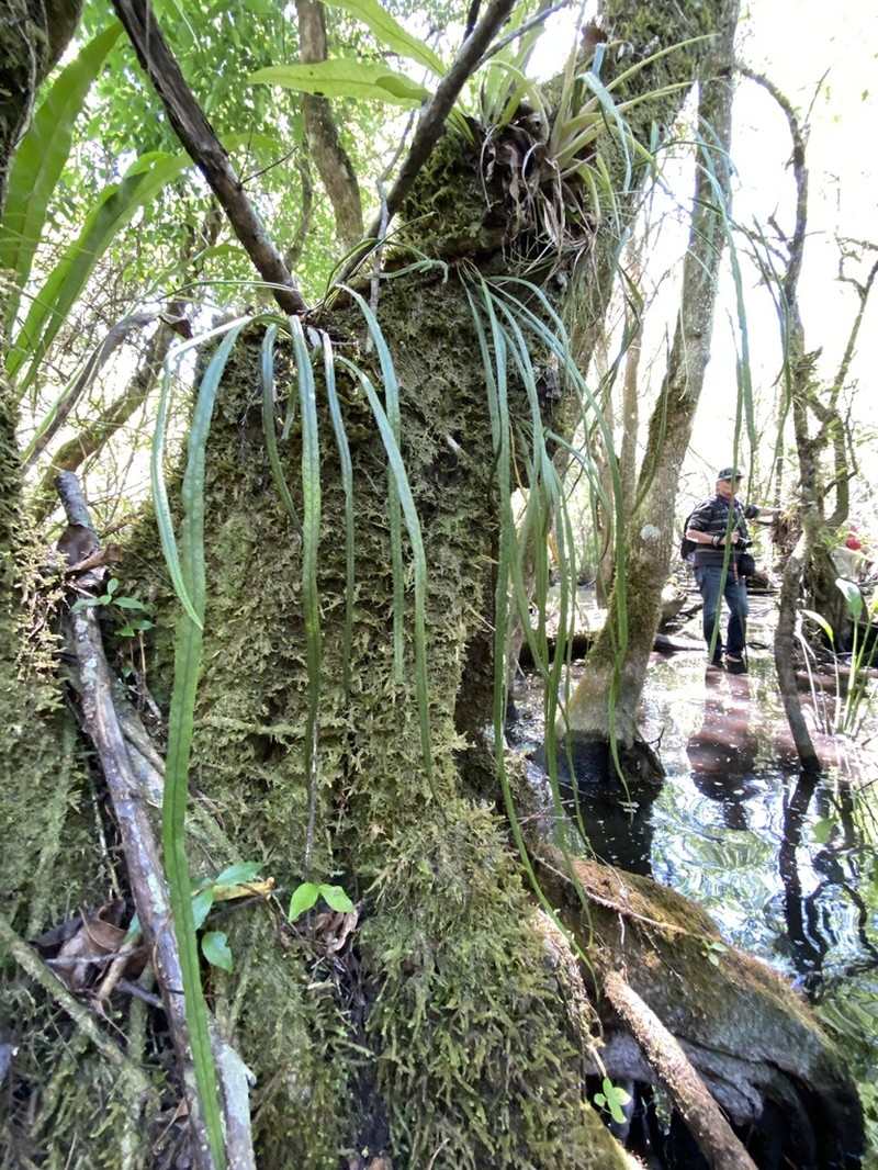 Narrow Strapfern photo 7