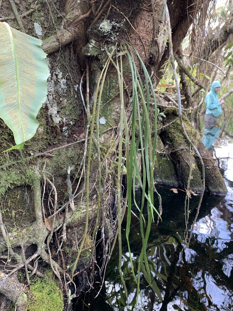 Narrow Strapfern photo 8