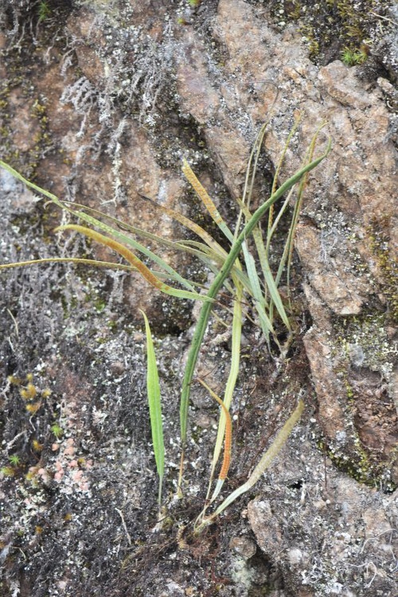 Campyloneurum angustipaleatum