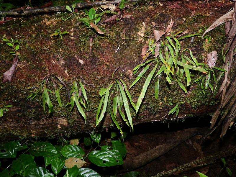 Campyloneurum aphanophlebium