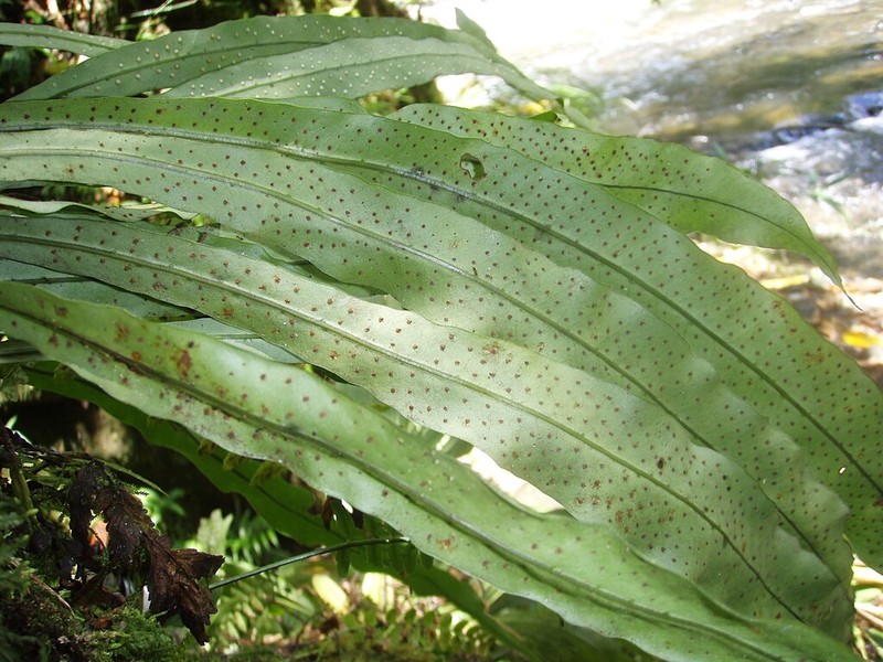 Campyloneurum aphanophlebium photo 2