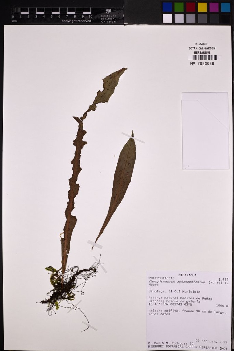 Campyloneurum aphanophlebium photo 3