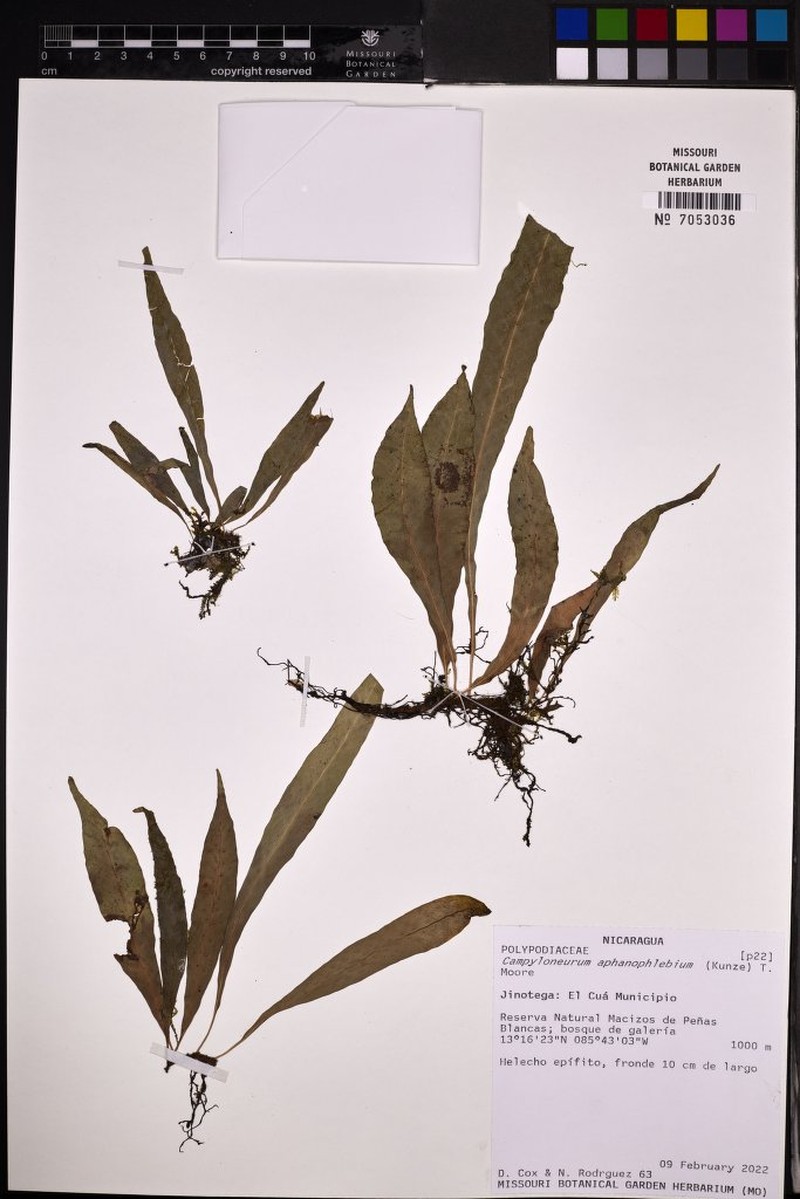 Campyloneurum aphanophlebium photo 4