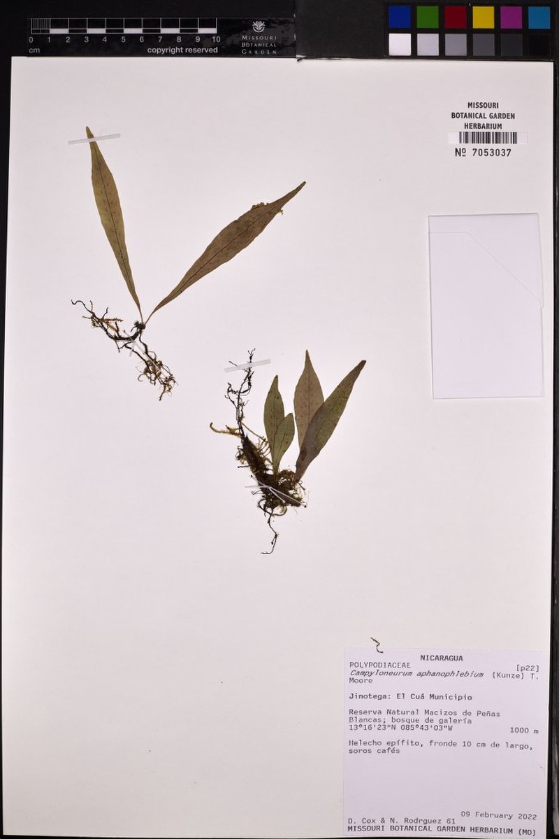 Campyloneurum aphanophlebium photo 5