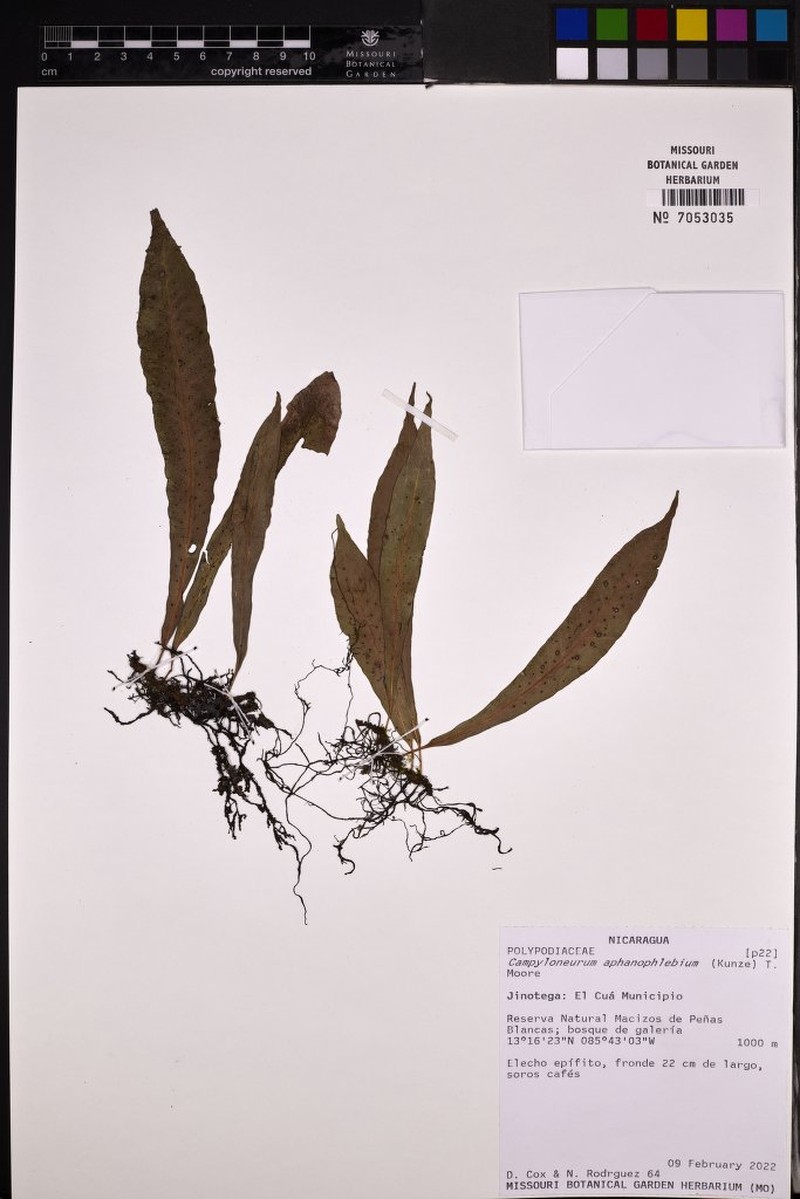 Campyloneurum aphanophlebium photo 6