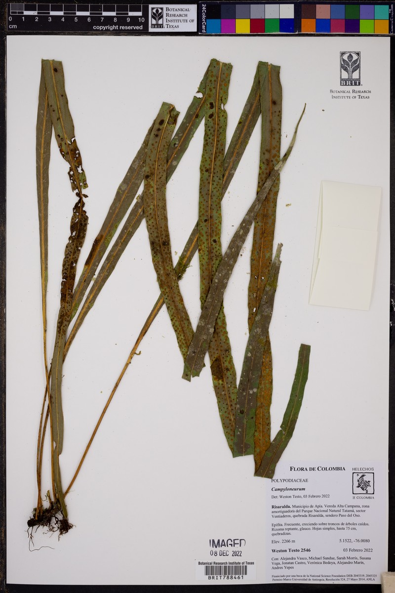 Campyloneurum asplundii