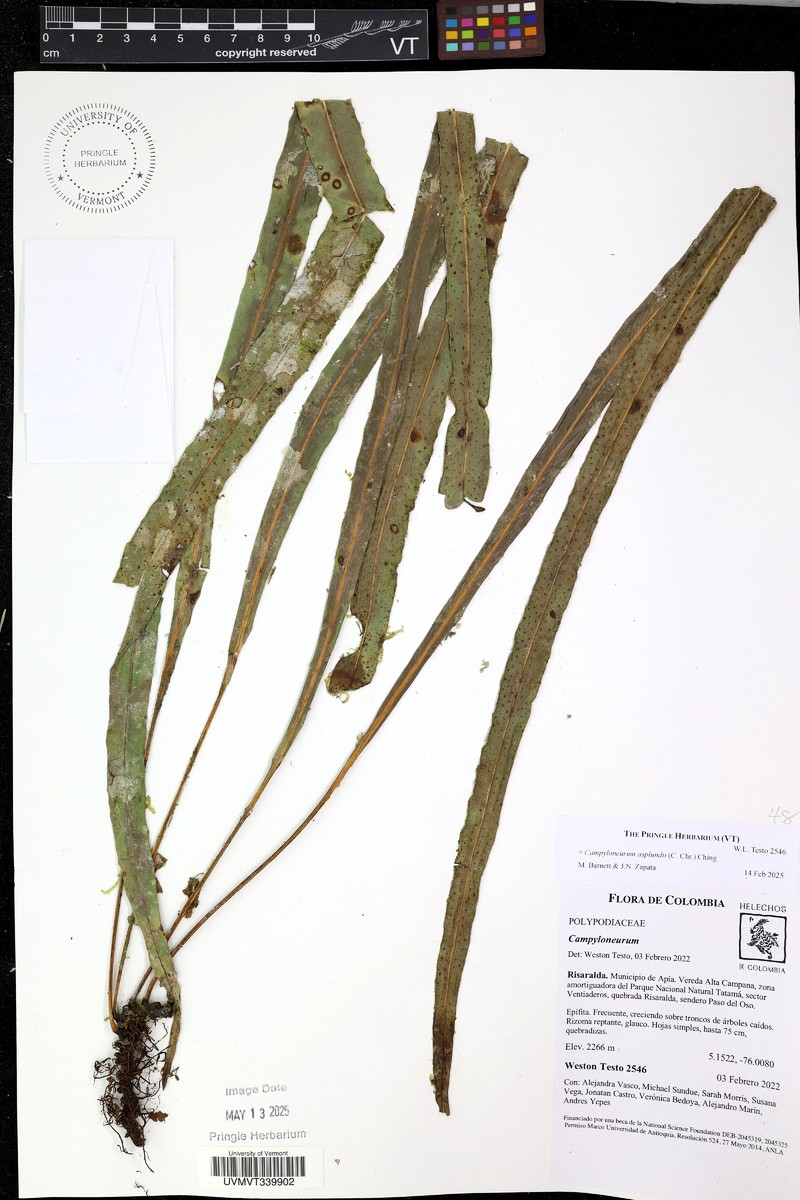 Campyloneurum asplundii photo 2