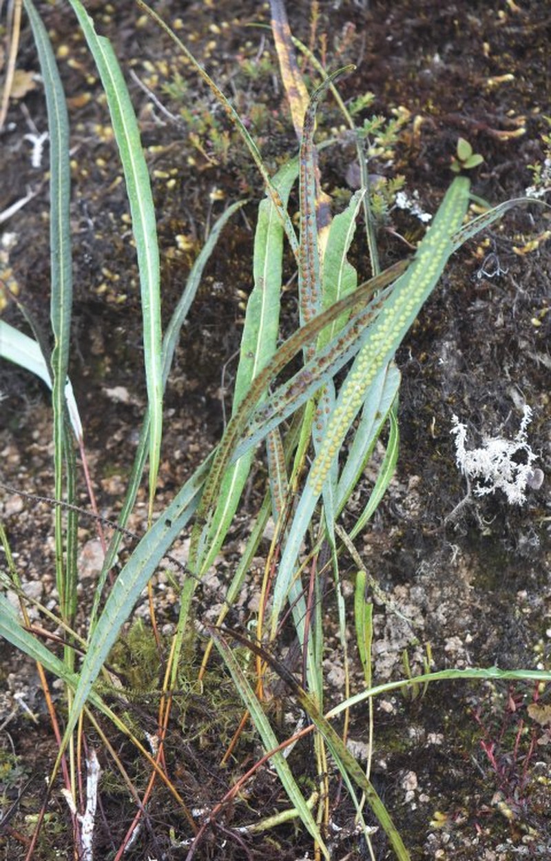 Campyloneurum asplundii photo 3