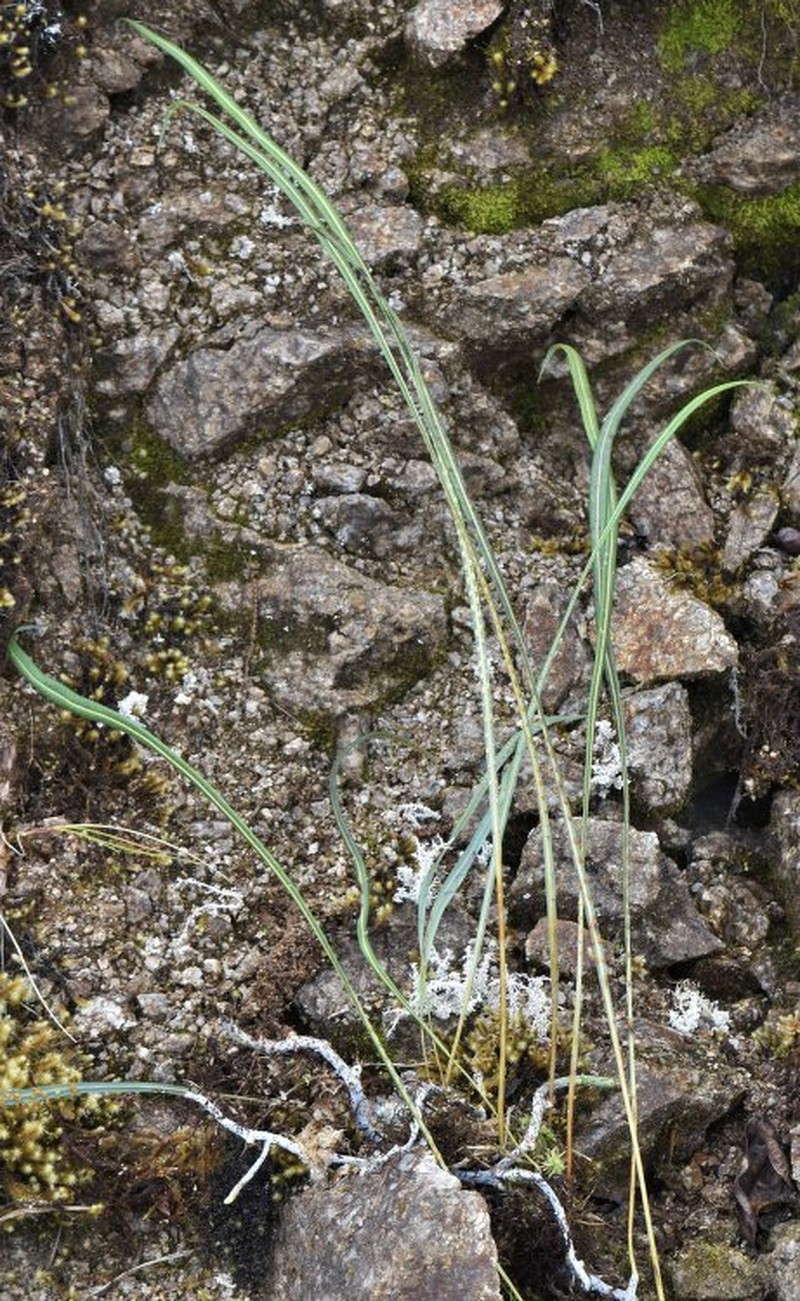 Campyloneurum asplundii photo 4