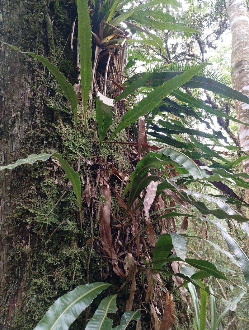 Campyloneurum atlanticum