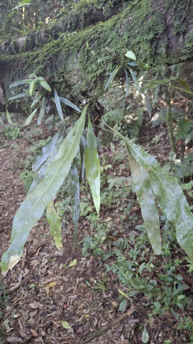Campyloneurum atlanticum photo 3