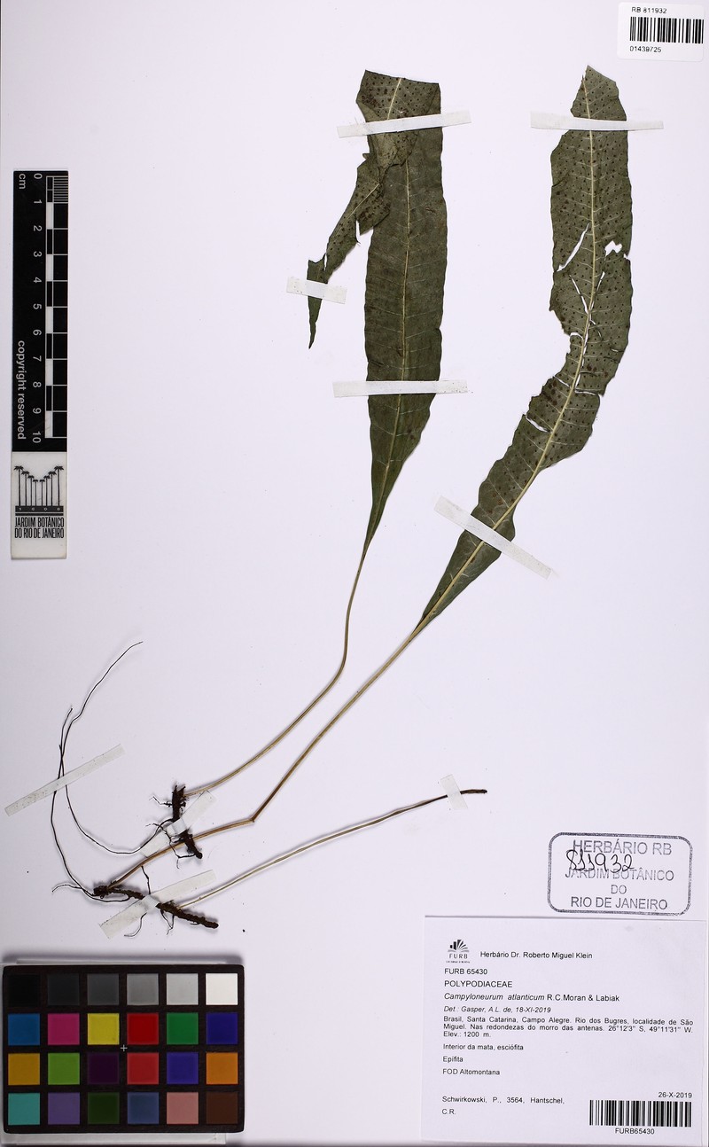 Campyloneurum atlanticum photo 5