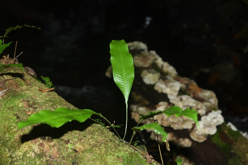 Campyloneurum atrosquamatum photo 2