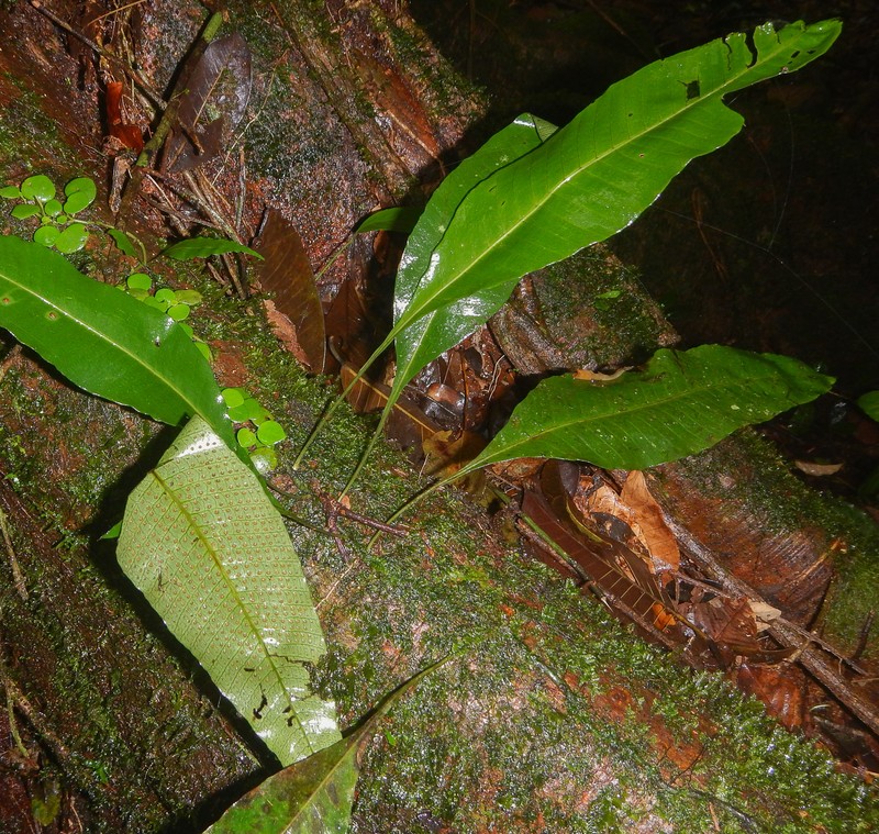 Campyloneurum atrosquamatum photo 3