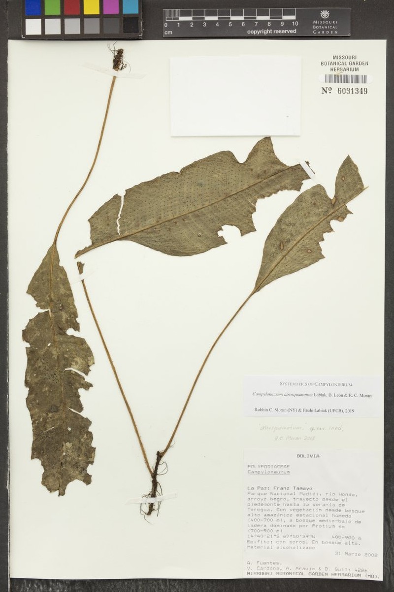 Campyloneurum atrosquamatum photo 4