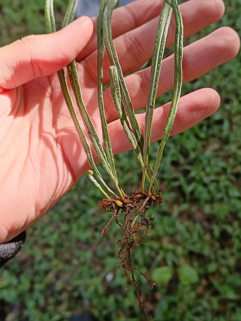 Campyloneurum austrobrasilianum
