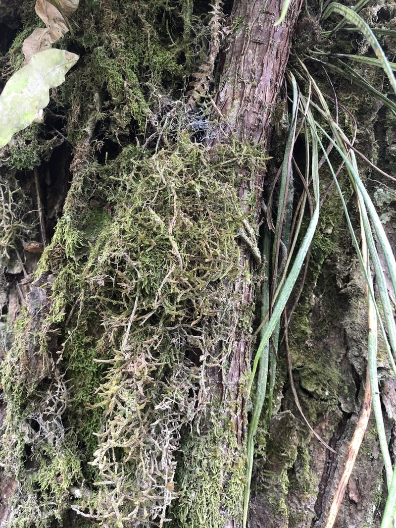 Campyloneurum austrobrasilianum photo 2