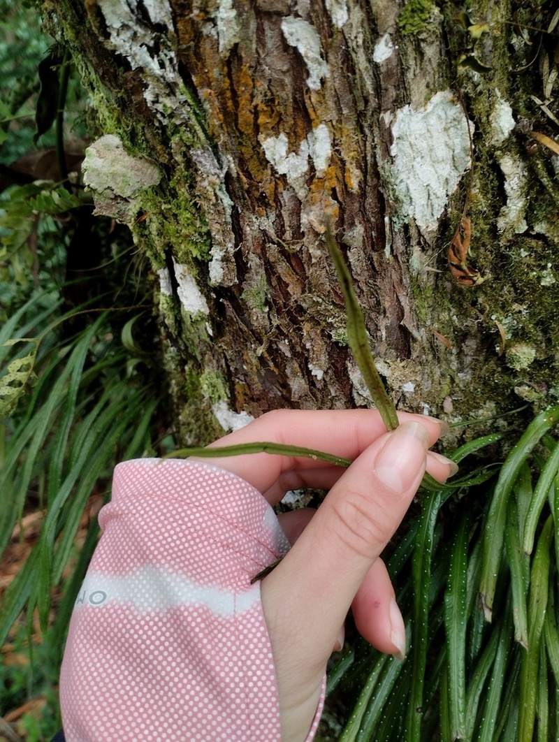 Campyloneurum austrobrasilianum photo 3