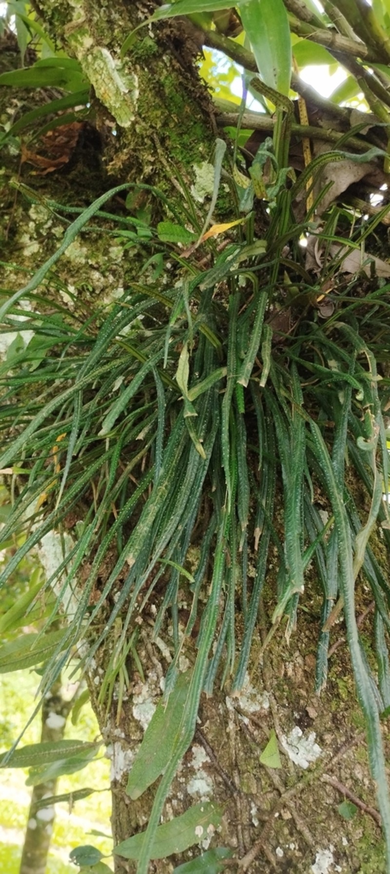 Campyloneurum austrobrasilianum photo 4