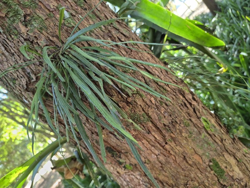 Campyloneurum austrobrasilianum photo 5