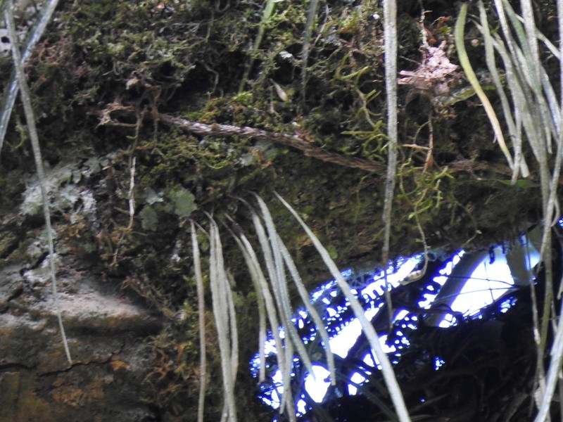 Campyloneurum austrobrasilianum photo 6