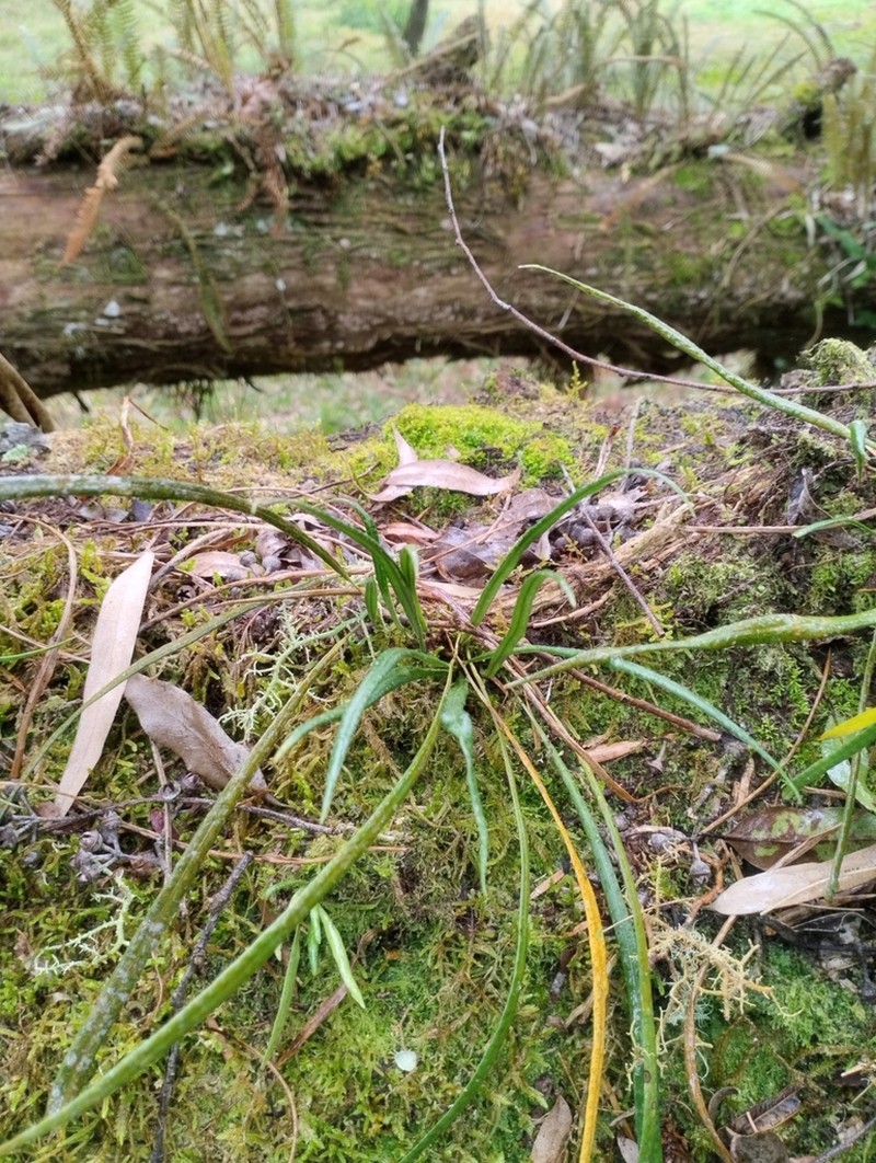 Campyloneurum austrobrasilianum photo 7
