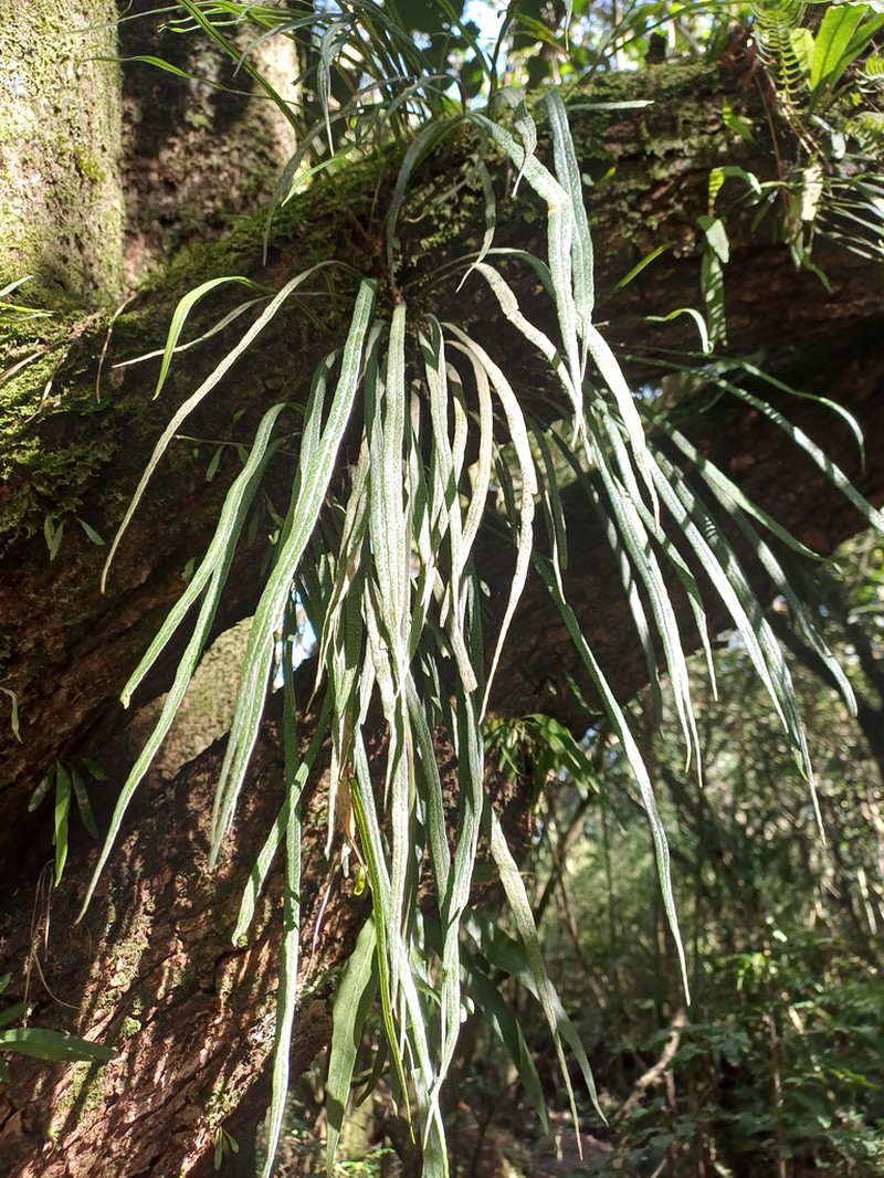 Campyloneurum austrobrasilianum photo 8