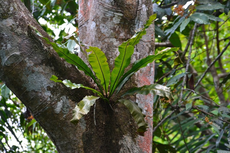 Birdwing Fern