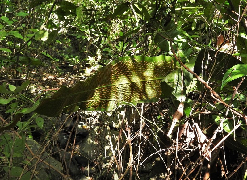 Birdwing Fern photo 2