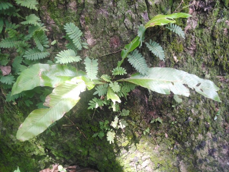 Birdwing Fern photo 3