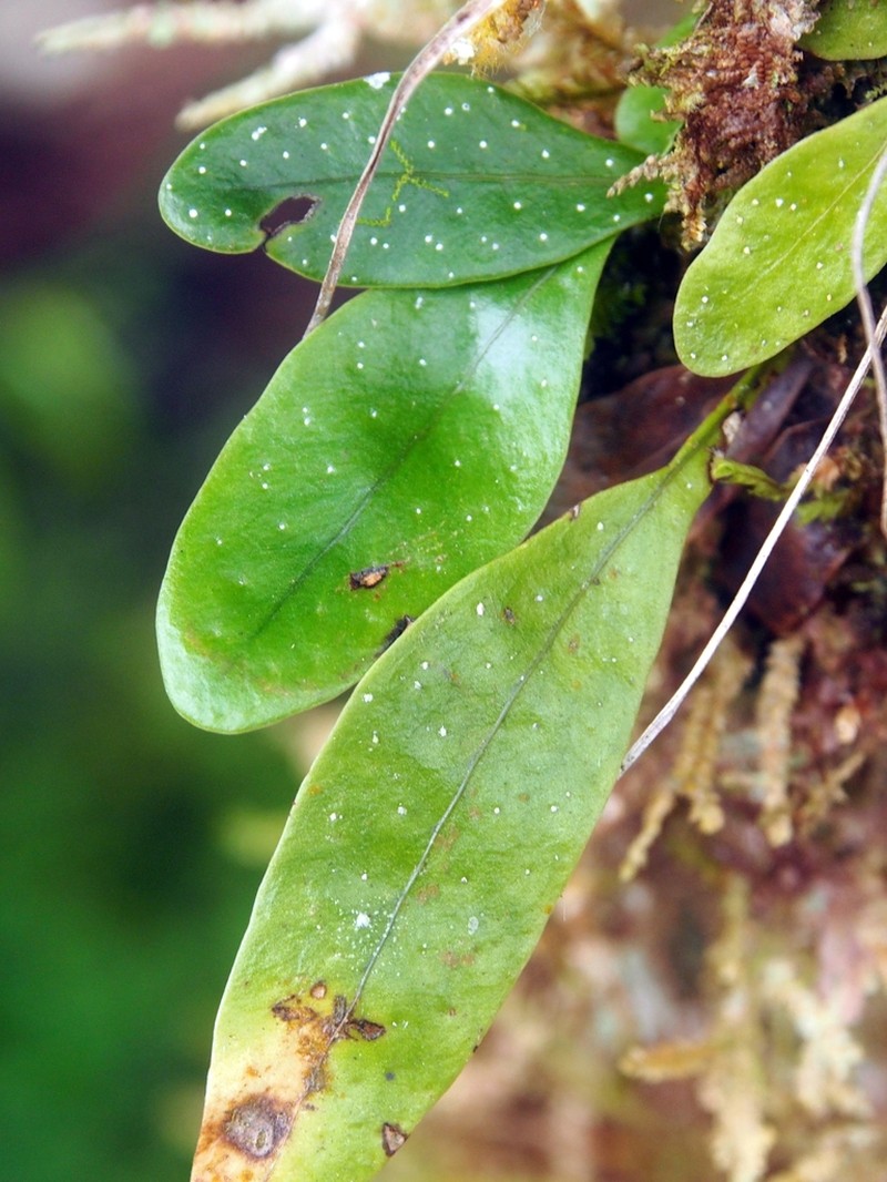 Birdwing Fern photo 4