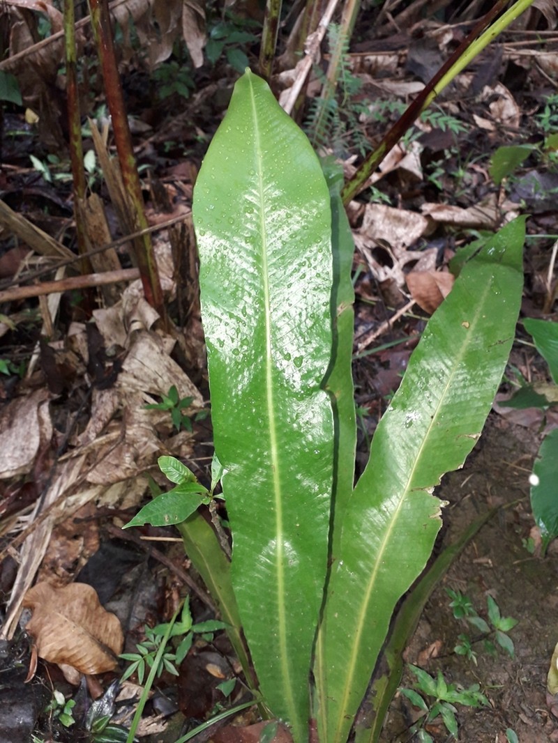 Birdwing Fern photo 5