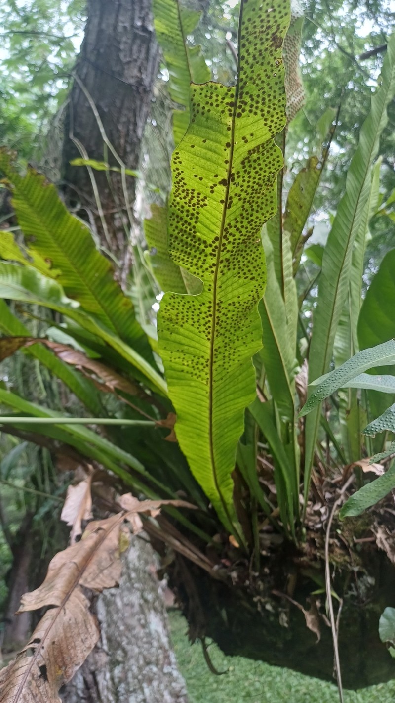Birdwing Fern photo 8