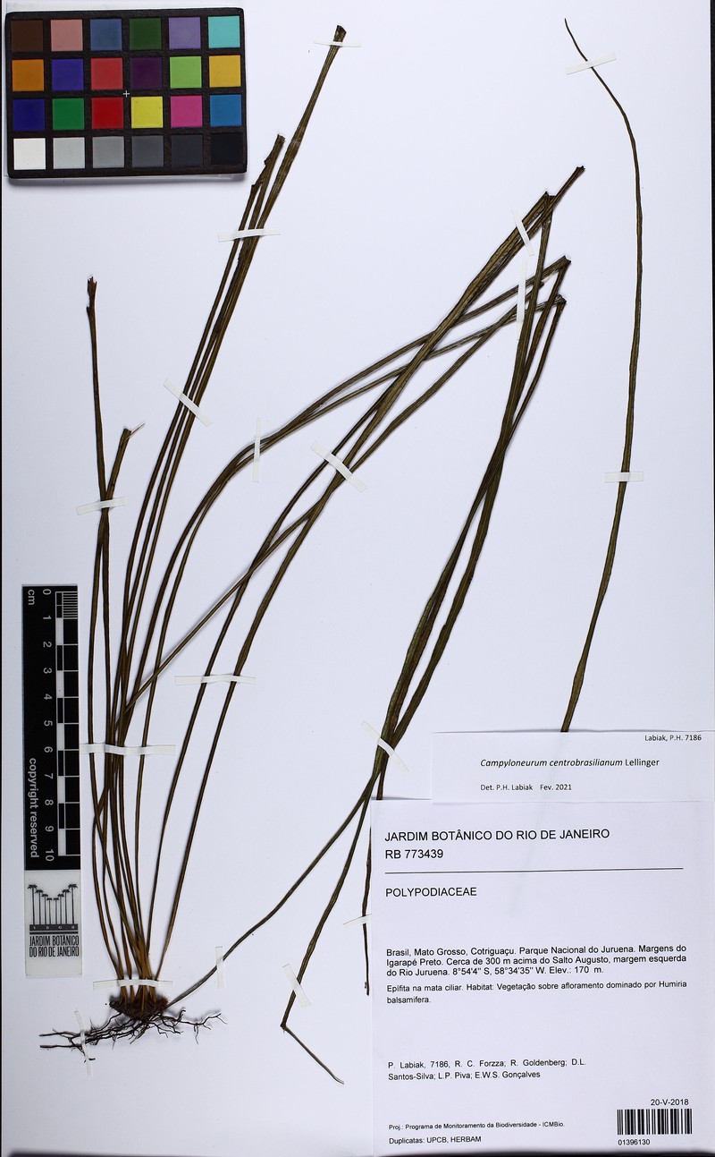 Campyloneurum centrobrasilianum