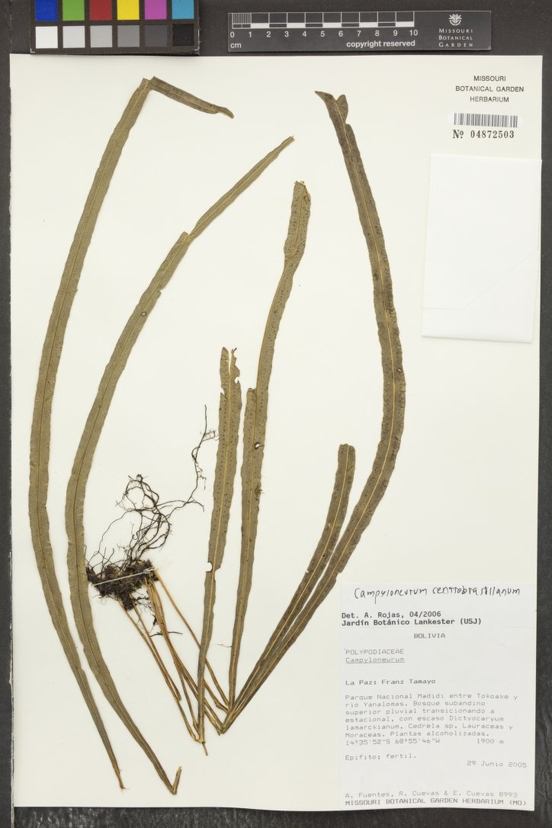 Campyloneurum centrobrasilianum photo 2