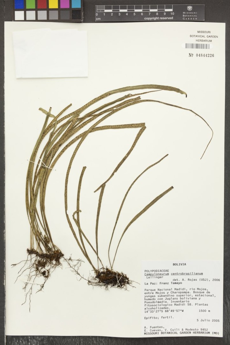 Campyloneurum centrobrasilianum photo 3